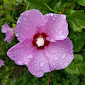 Dew Kissed